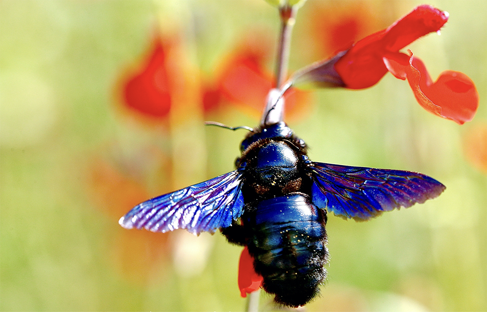 Blue Orchard Bee | Charlotte Mason Institute